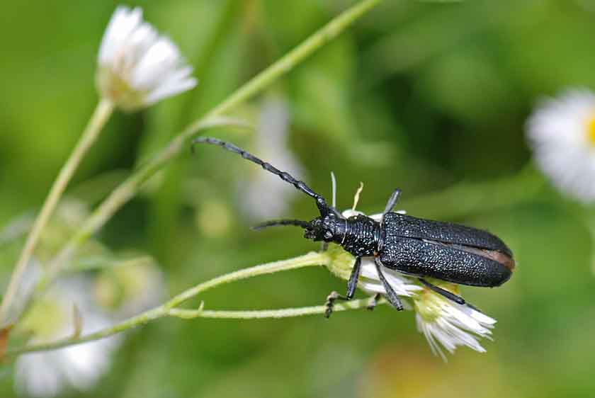 Da identificare: Cerambyx scopolii